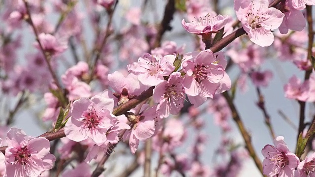 春树百花开4k视频素材