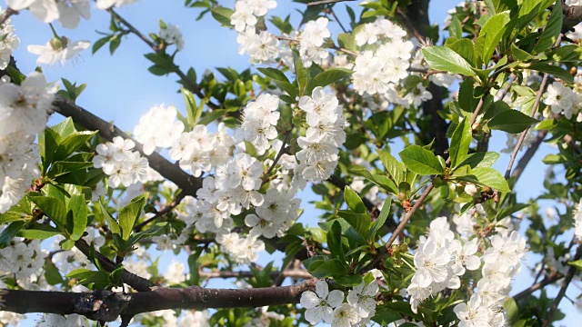 春树百花开4k视频素材