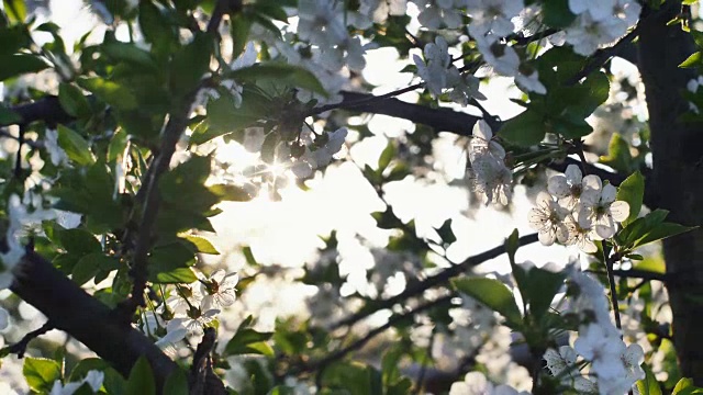 春树百花开4k视频素材