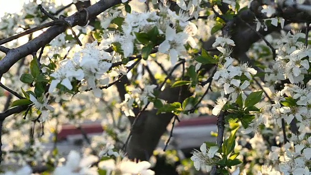 春树百花开4k视频素材