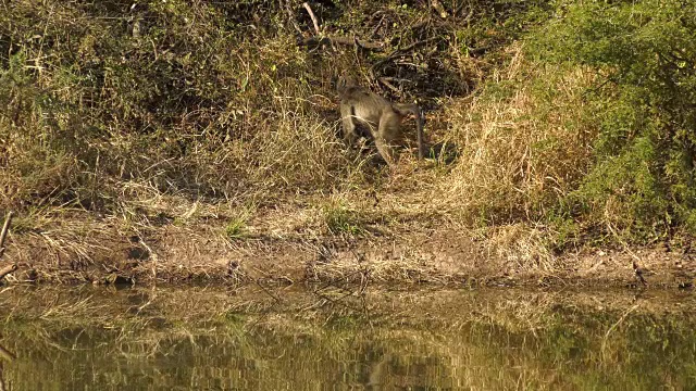 非洲狩猎野生动物视频下载