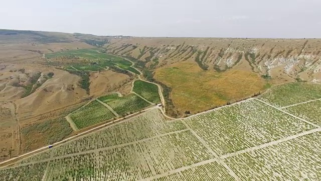 航拍:绿色葡萄园山谷的全景视频素材