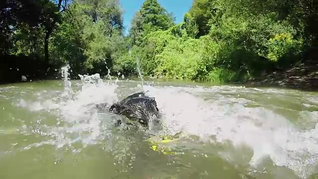 慢动作:黑色的小狗潜水和游泳在浑浊的河水抢有趣的球。视频素材