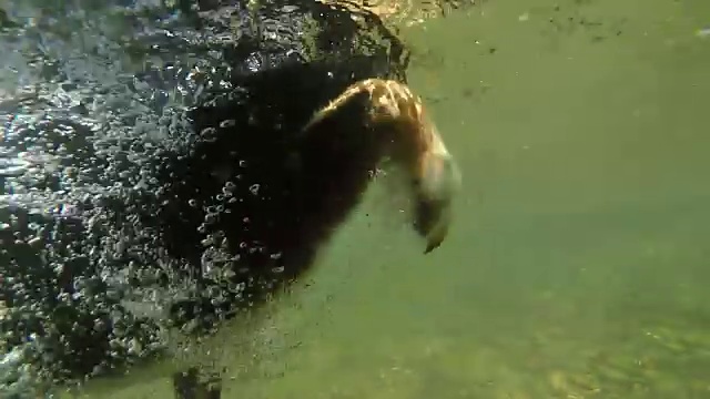 水下慢镜头:博德牧羊犬在河里游泳和接住一个球视频素材