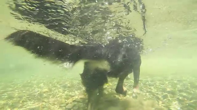 水下:顽皮的边境牧羊犬叼着球在河水中游泳。视频素材