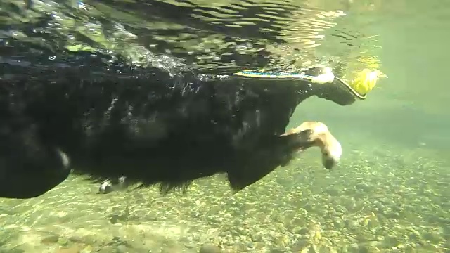 水下:黑狗狗在清爽的溪流中划水，嘴里叼着球视频素材