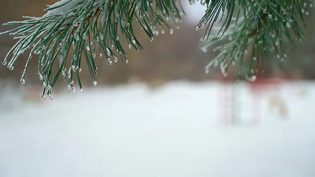 圣诞树背景下的自然雪与轻风在冰柱视频素材