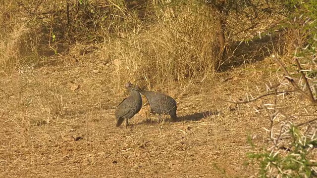 非洲狩猎野生动物视频素材