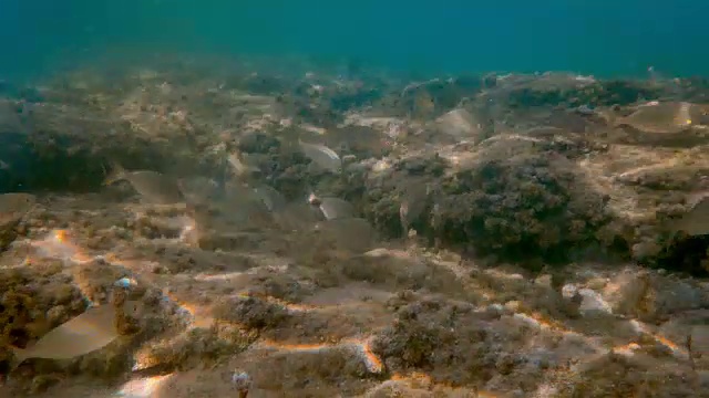 水下海鱼游泳4k视频素材