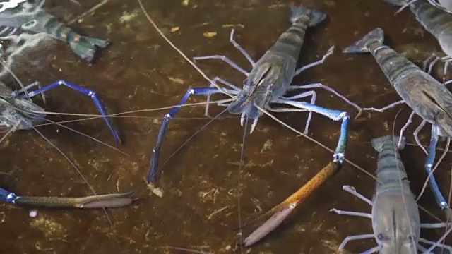 罗氏沼虾养殖场池塘淡水大虾视频素材