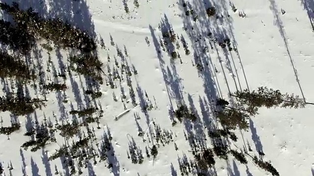 顶视图松树在雪覆盖的荒野视频素材