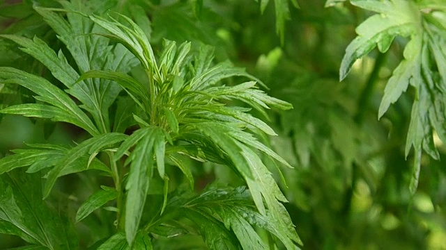 鲜药用植物黄花蒿视频素材