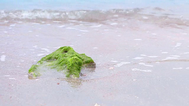 随着海水的涨潮，海岩上长满了青苔。视频素材