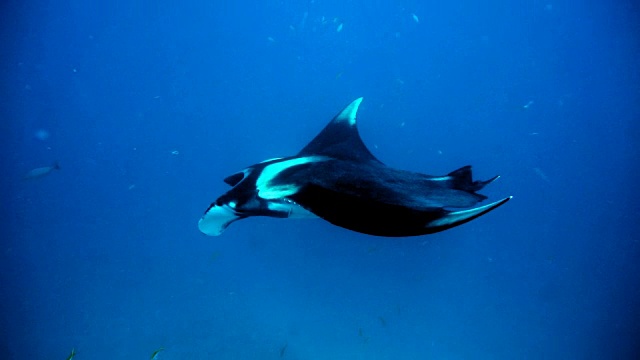 罕见的水下近距离接触濒危物种海洋蝠鲼(Manta birostris)视频素材