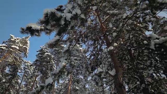 雪白的松树树冠映衬着蓝天。视频素材