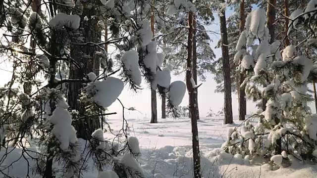 冬天下雪的森林。视频素材