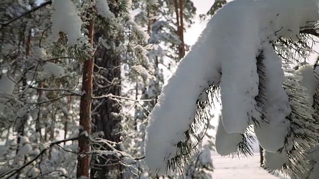 白雪皑皑的松树枝上。视频素材