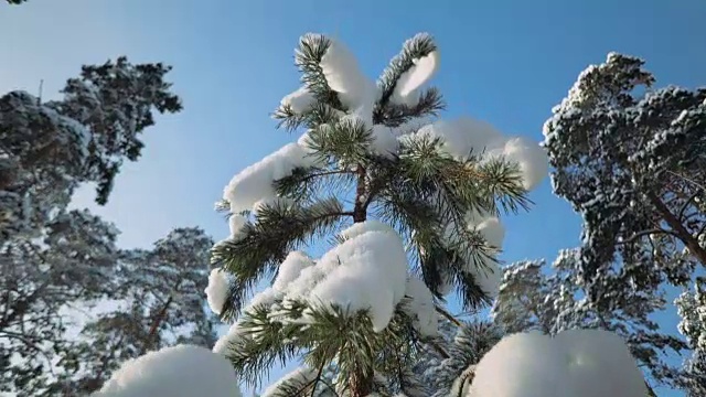 年轻的雪松树。视频素材