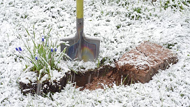 蓝花雪铲视频下载