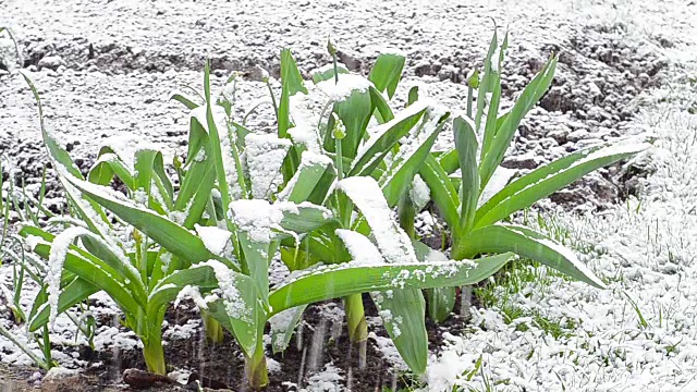 洋葱蒜雪雨视频下载