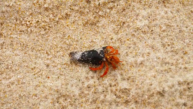 海滩上的小寄居蟹视频素材