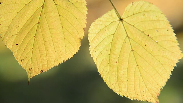 秋日公园里的两片树叶的细节。架的焦点。视频素材