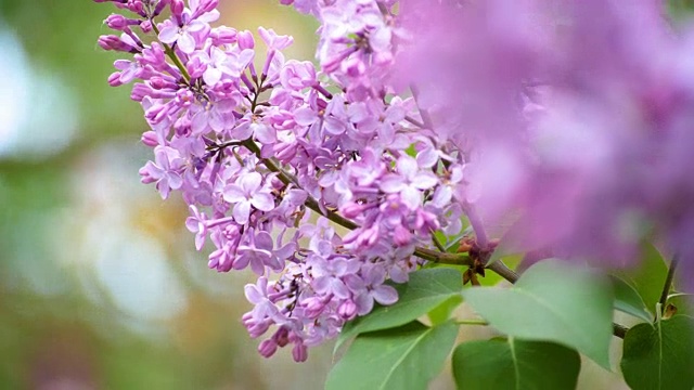 带着叶子的漂亮的丁香花视频素材