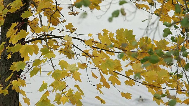 秋河水鸟鸟视频素材