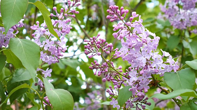 带着叶子的漂亮的丁香花视频素材