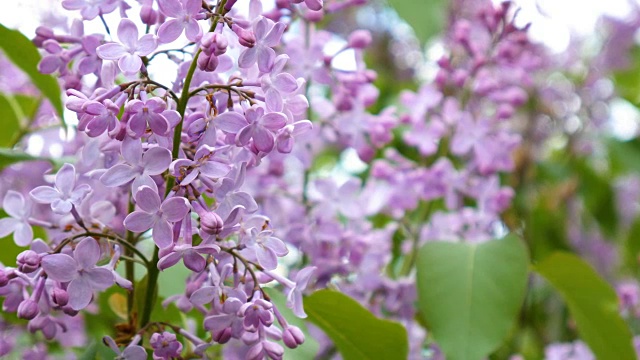 带着叶子的漂亮的丁香花视频素材