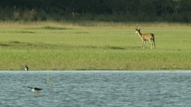 白尾鹿(Odocoileus virginianus)用后脚抓头站在水附近。视频素材