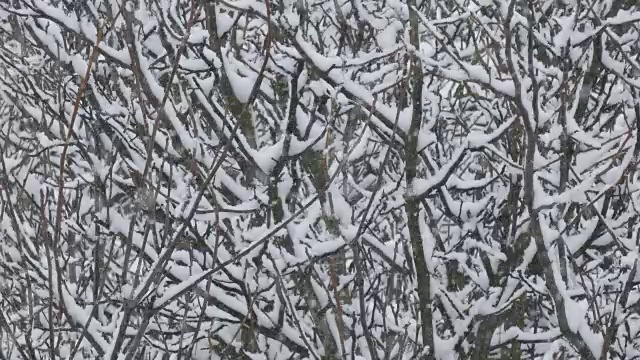 下雪-暴风雪-冬季场景视频素材