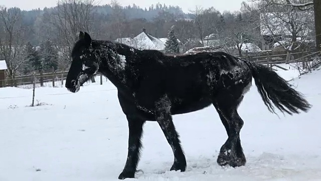 冬天，野地里的弗里西亚马躺在雪地里。黑马在雪地上奔驰视频素材