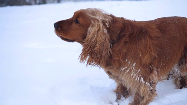 雪地里的可卡犬视频素材