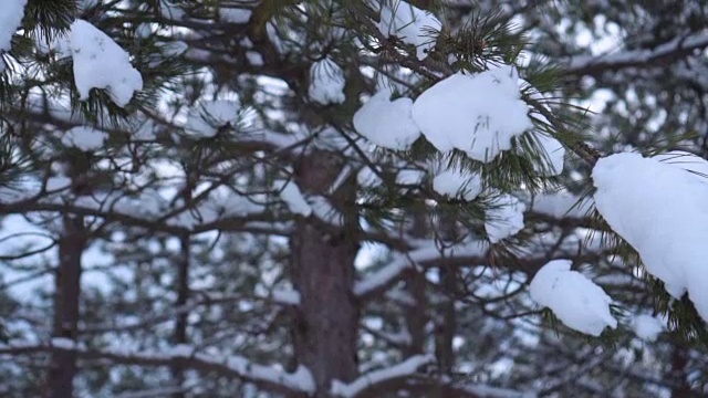 松树上覆盖着雪视频素材