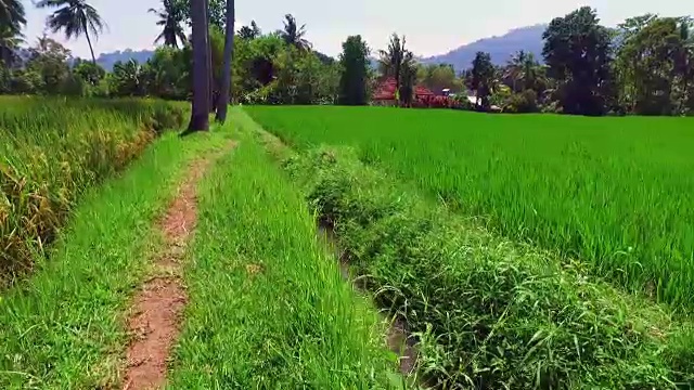 印度尼西亚爪哇的稻田视频素材