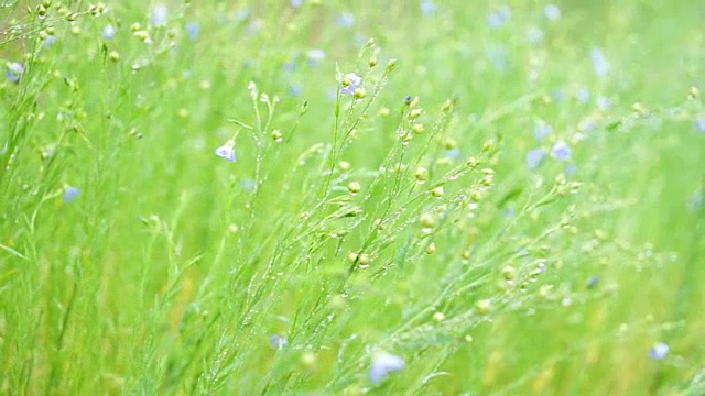 雏菊和草地在雨天的早晨视频素材