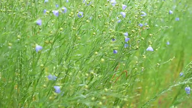 雏菊和草地在雨天的早晨视频素材