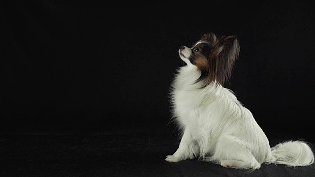 漂亮的年轻雄性狗大陆玩具猎犬蝴蝶看肥皂泡沫在黑色背景库存录像视频素材