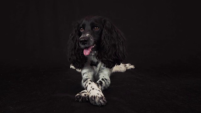 美丽的雌性西班牙猎犬折叠他的爪子上的爪子在一个黑色背景股票录像视频素材