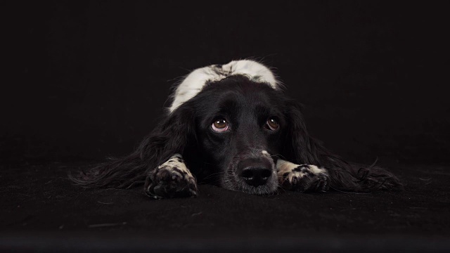 美丽的雌性西班牙猎犬谎言和是有趣的看周围的黑色背景库存录像视频素材