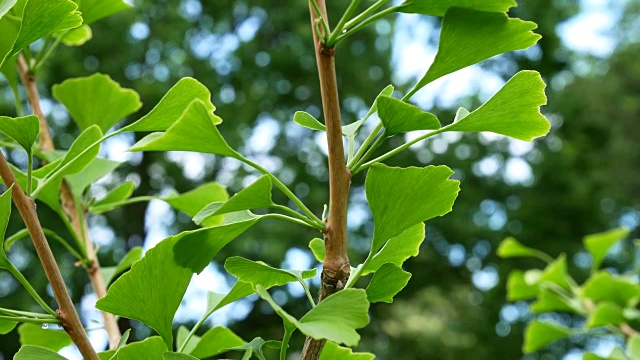 银杏树的细节。平移。视频素材