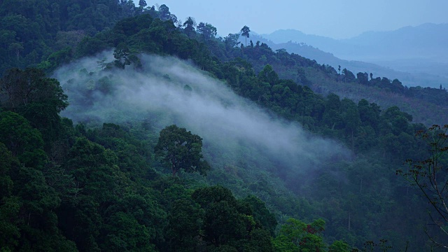 清晨的雾在热带雨林的山上流动视频素材