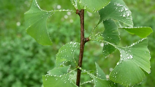 白果枝的细节与水滴。平移。视频素材