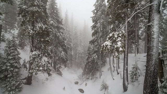 冬天，森林里下着大雪视频素材