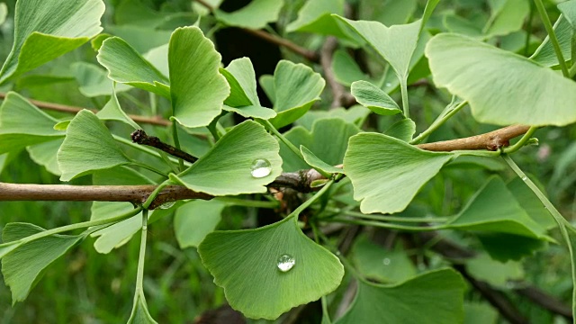 银杏叶与水滴的细节。放大。视频素材