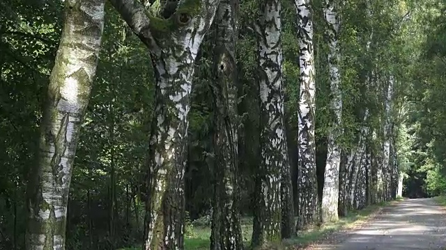 白桦树的小路和小路。公园里的桦树巷。夏天公园里有桦树的小路视频素材