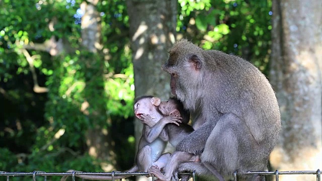 印度尼西亚巴厘岛乌布神圣猴林中的猴子一家视频素材