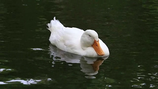 以水为背景的池塘或湖泊中的白鸭子视频素材