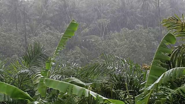 泰国潘干岛，热带风和雨落在绿色的棕榈树叶子上视频素材